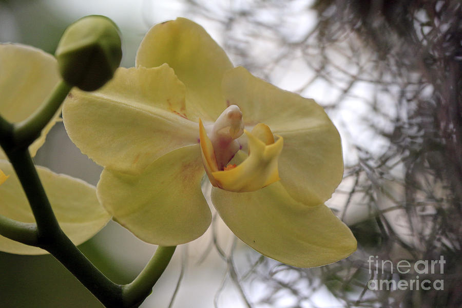 Orchids 2 by Jamie Smith Orchids 2 by Jamie Smith