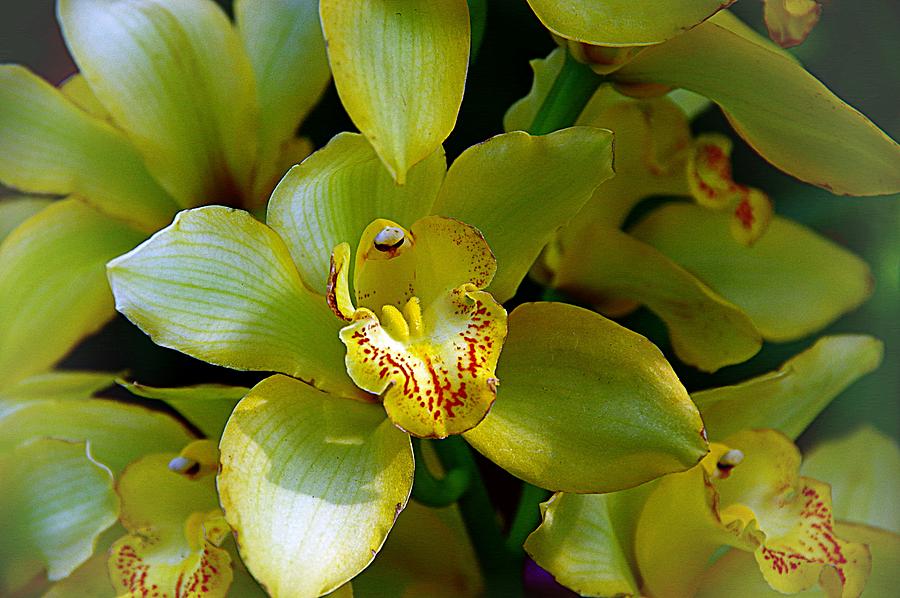 Orchids 20 Photograph by Karen McKenzie McAdoo