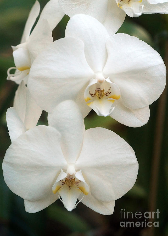 Orchids 254 Photograph by Rudi Prott