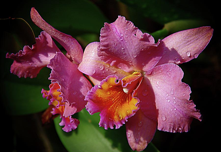 Orchids 3 Photograph by Karen McKenzie McAdoo