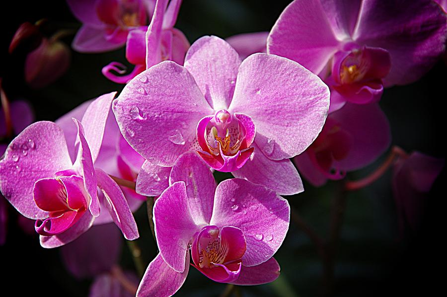 Orchids 4 Photograph by Karen McKenzie McAdoo