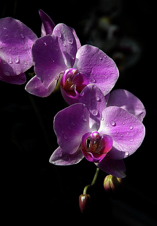 Orchids 5 Photograph by Karen McKenzie McAdoo