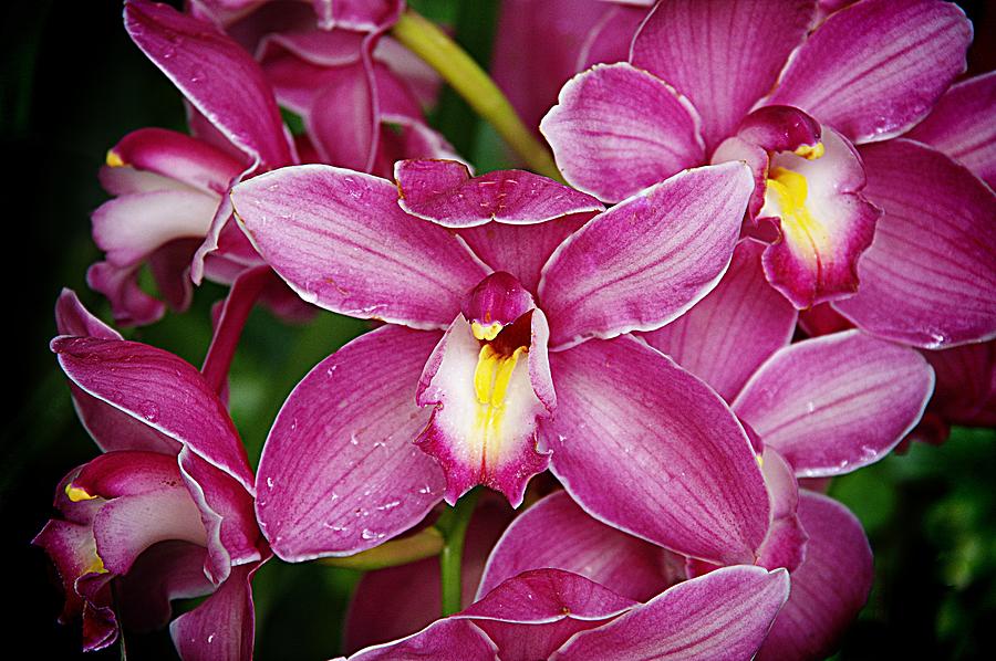 Orchids 6 Photograph by Karen McKenzie McAdoo