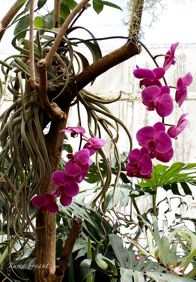 Orchids 6 Photograph by Kume Bryant