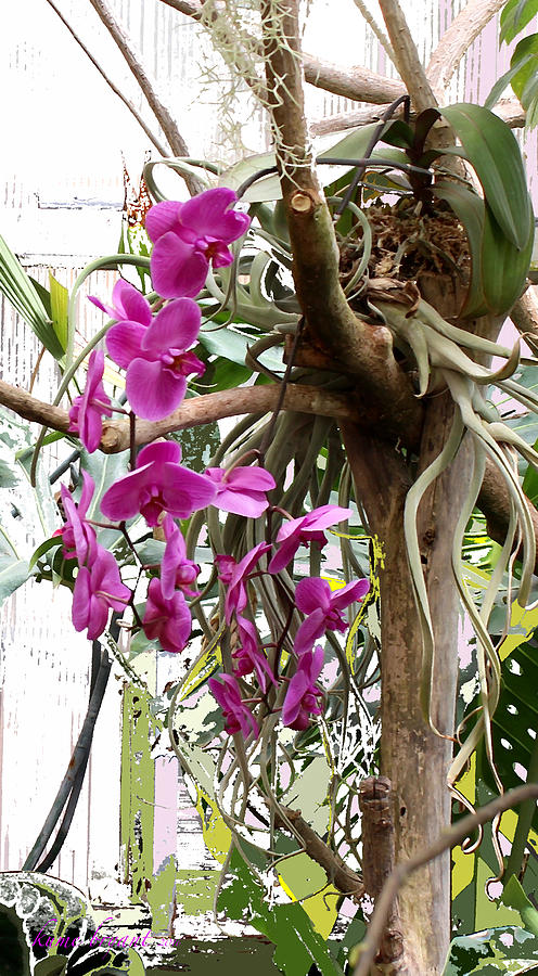 Orchids 7 Photograph by Kume Bryant