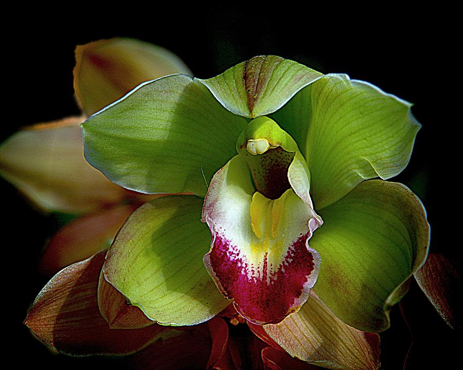 Orchids 9 Photograph by Karen McKenzie McAdoo