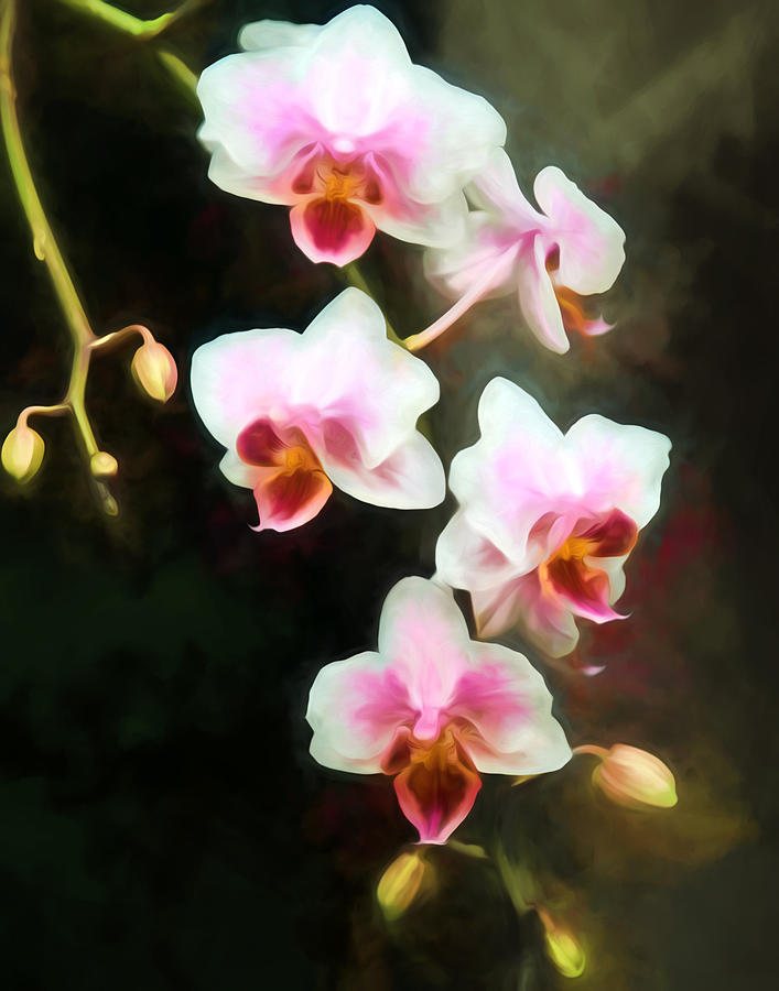 Orchids abound Photograph by John Freidenberg