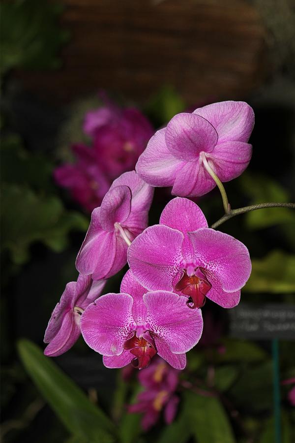 Orchids Alicia Photograph by Alice Terrill