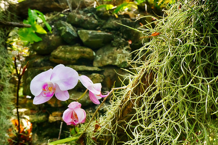 Orchids Photograph by Amanda Jones