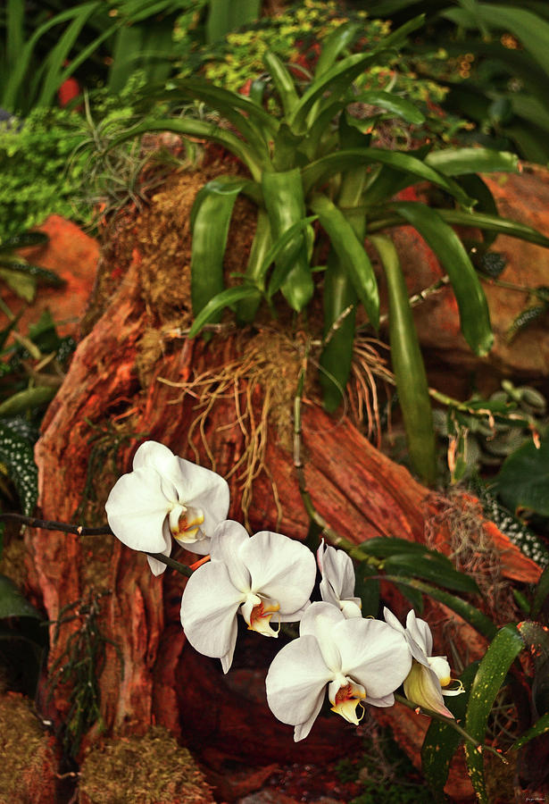 Orchids And A Tree Stump 002 Photograph by George Bostian