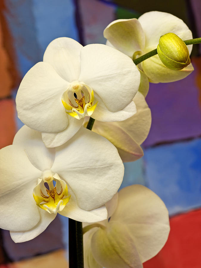 Orchids and Art Photograph by Lutz Baar