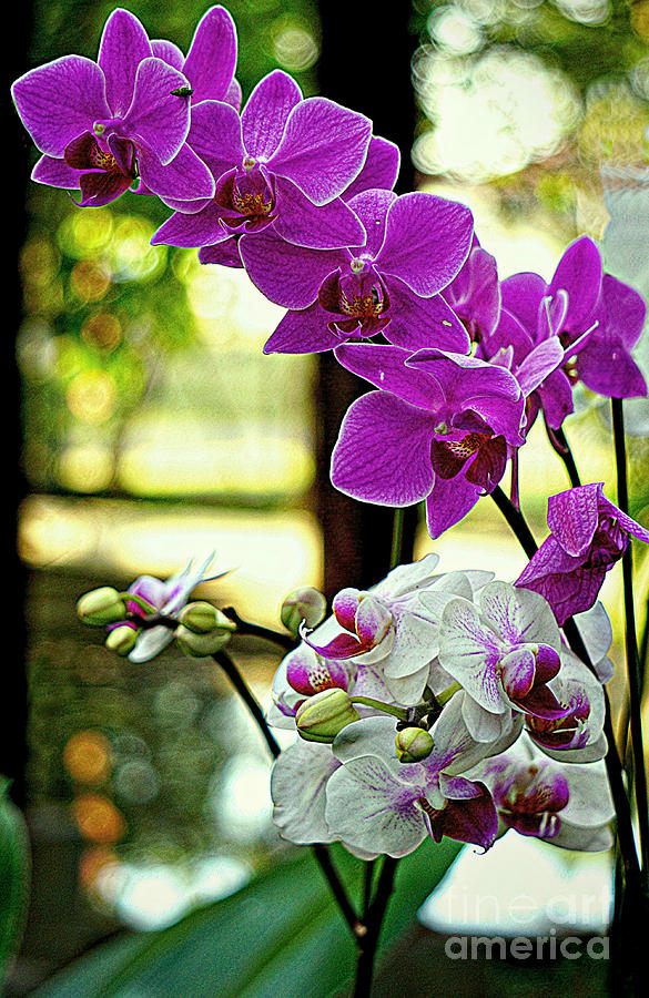 Orchids And Buds of Thailand Digital Art by Ian Gledhill