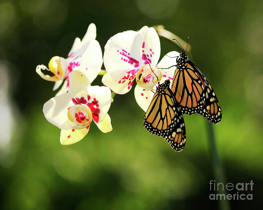 Orchids and Butterflies Photo Photograph by Luana K Perez