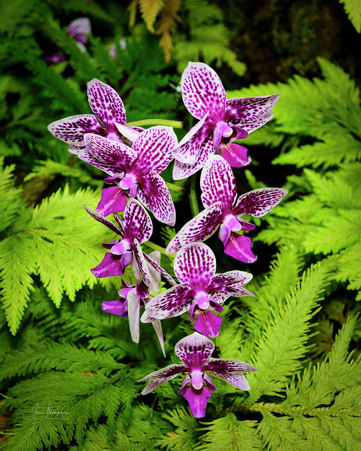 Orchids and Fern Photograph by Jim Thompson