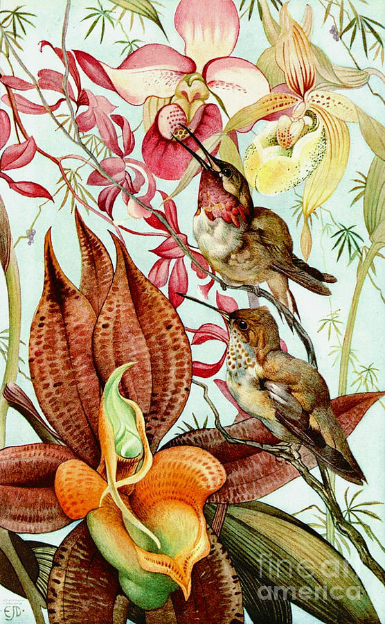 Orchids and Hummingbirds 1917 Photograph by Padre Art