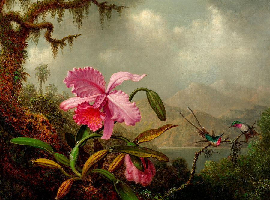 Mountain Painting - Orchids and Hummingbirds by Martin Johnson Heade