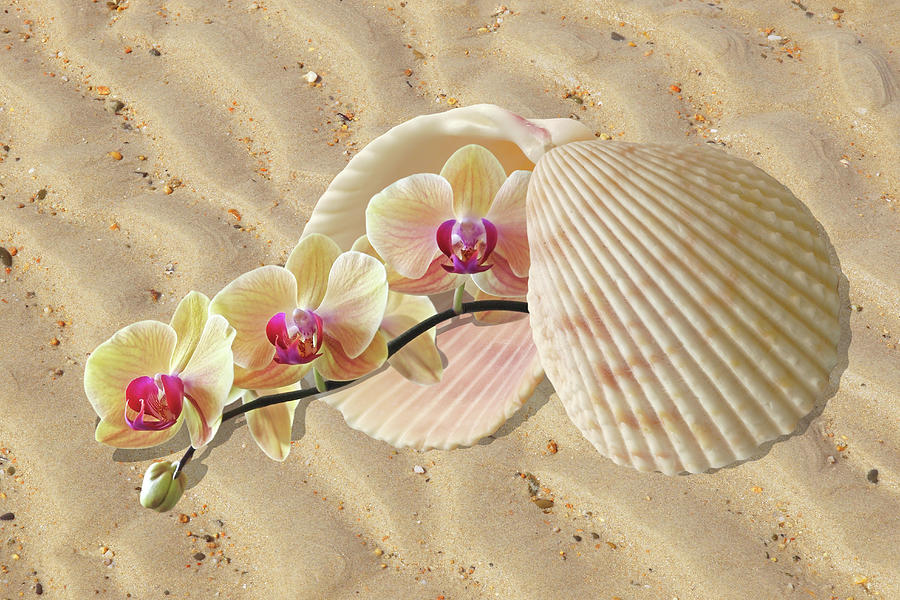 Orchid Photograph - Orchids and Shells On The Beach by Gill Billington