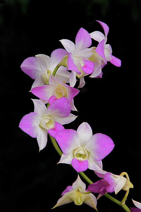 Orchids And The Dark Photograph by Byron Varvarigos