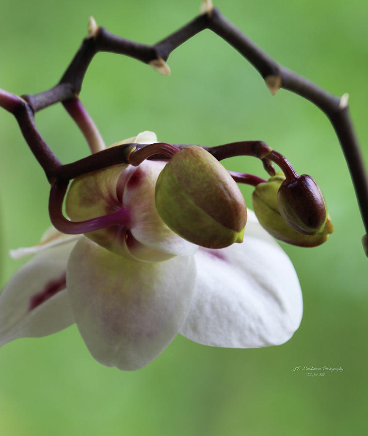 Orchids Another Point Of View Photograph by Jeanette C Landstrom