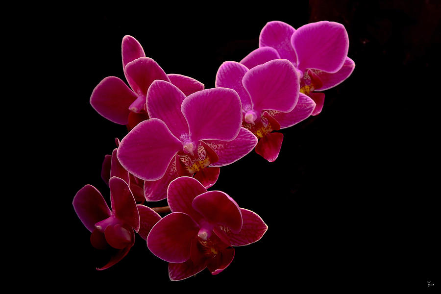 Orchids Aplenty Photograph by Jason Blalock