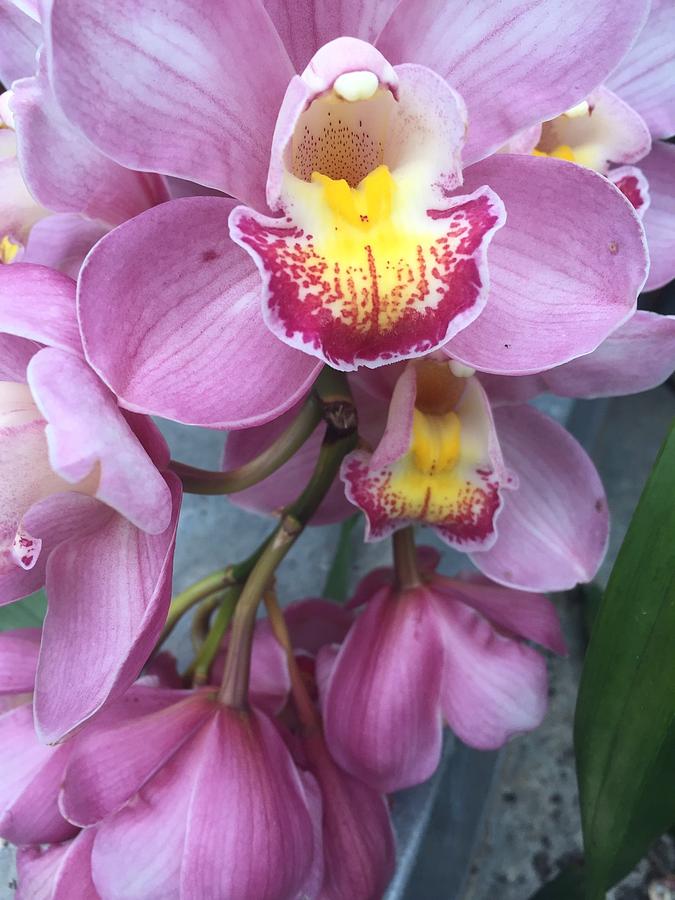 Orchids at Biltmore Photograph by Thomas Hamm