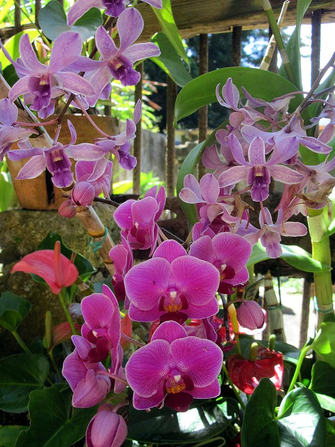 Orchids Photograph by Betty Buller Whitehead