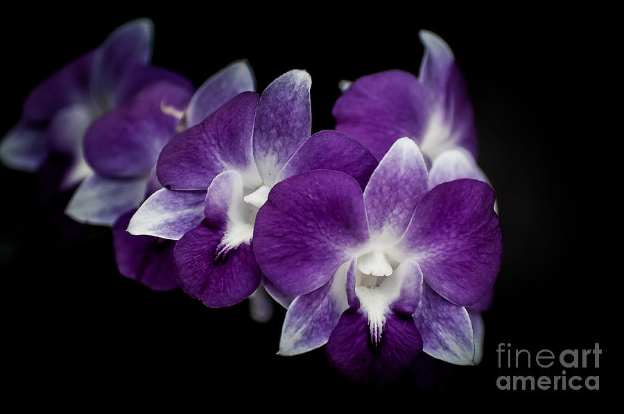 Orchids Photograph by Bianca Nadeau