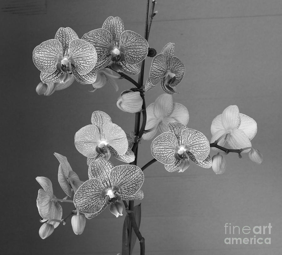 Orchids Black and White Photograph by Jeanette French