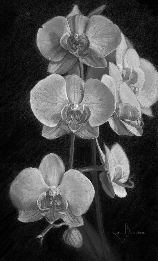 Orchids - Black and White Pastel by Lucie Bilodeau