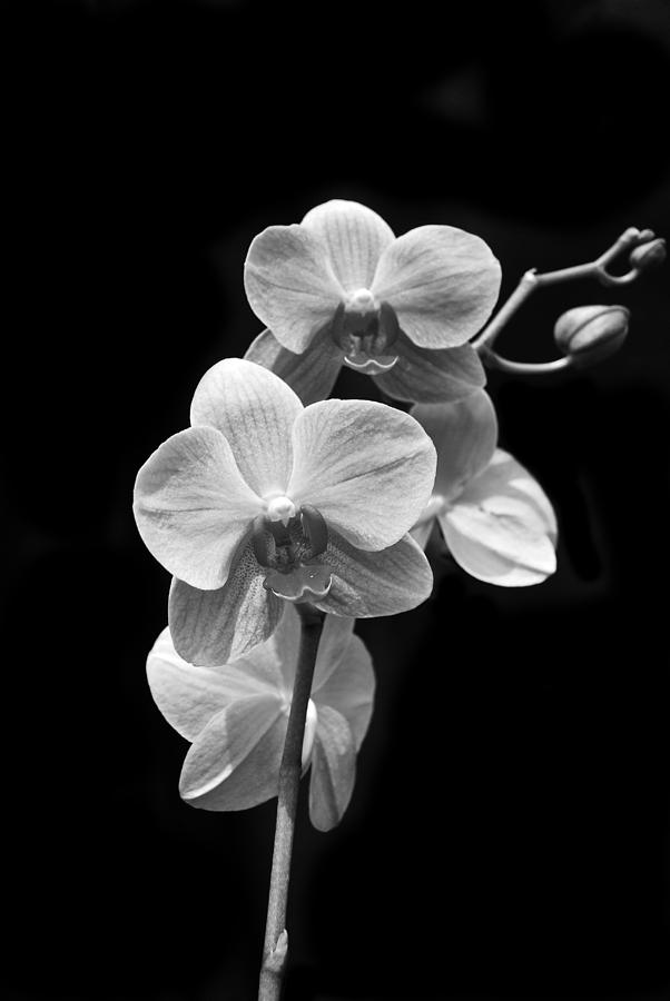 Orchids Black and White Photograph by Michael Peychich