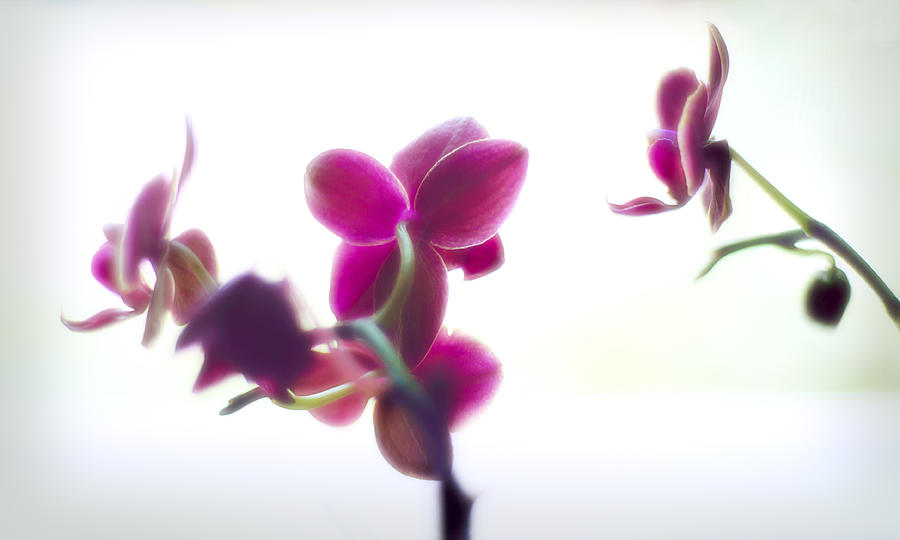 Orchids Photograph by Camille Lopez