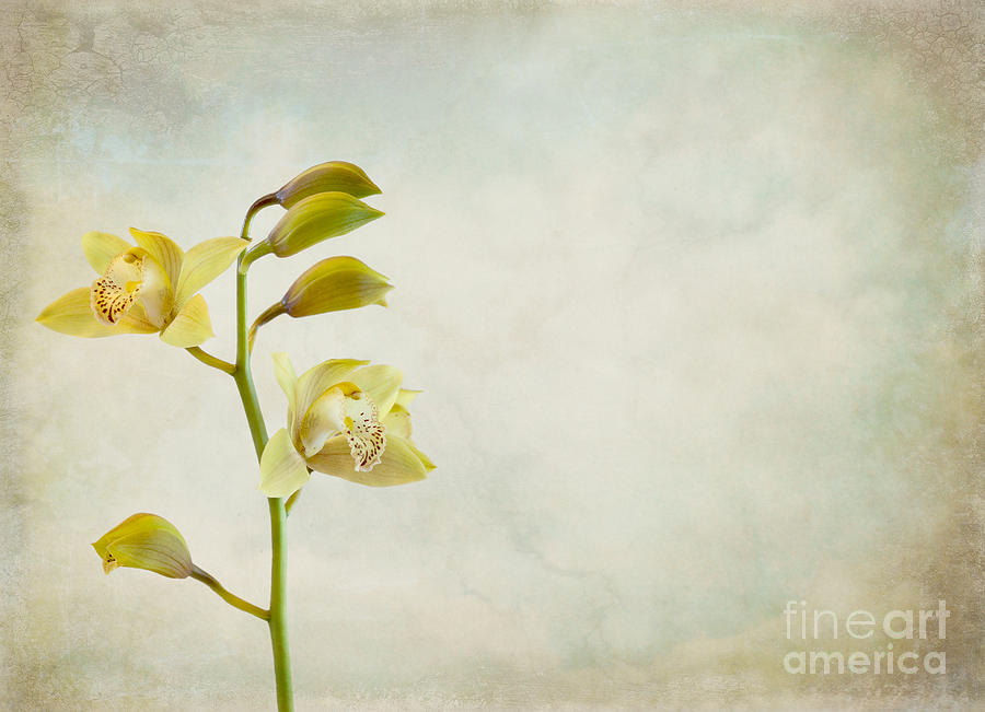 Orchids Photograph by Cindy Garber Iverson