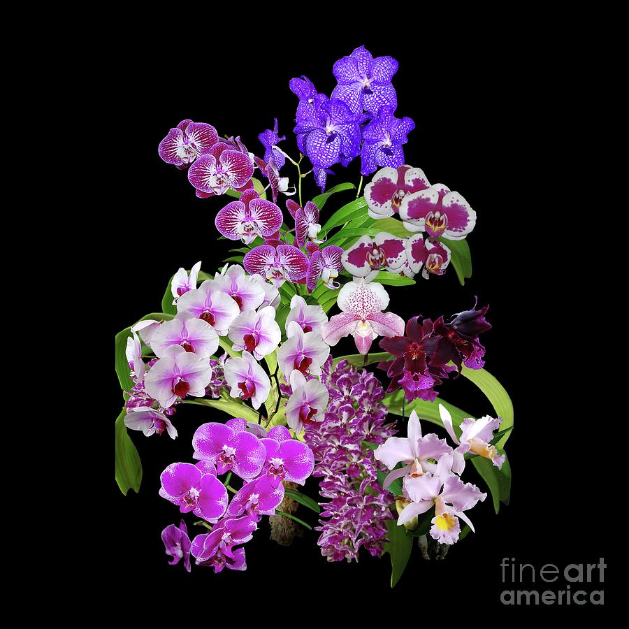 Computer Graphics Photograph - Orchids Cool colors by R V James