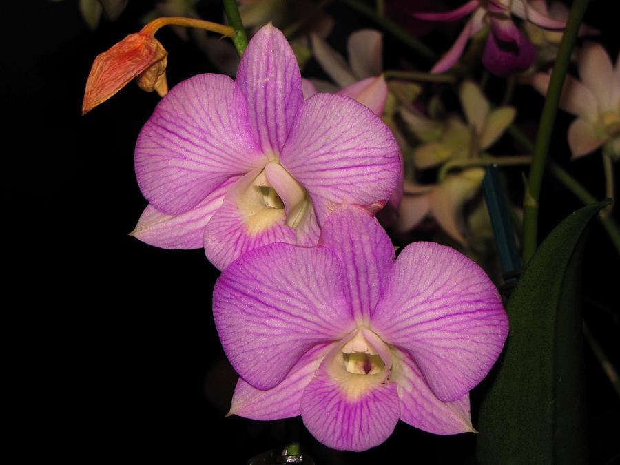 Flower Photograph - Orchids by Dan Pyle