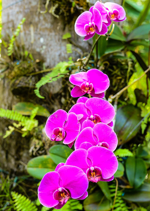Orchids by Daniel Marcion Orchids by Daniel Marcion
