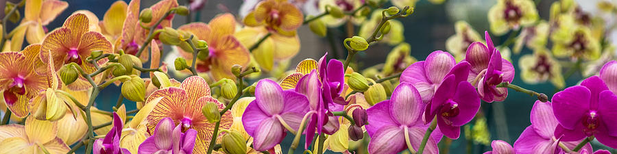 Orchids Photograph by Ed Gleichman
