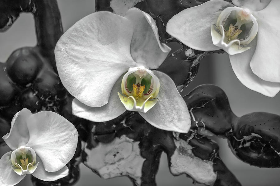 Orchids Elegant Delicate Beauties Photograph