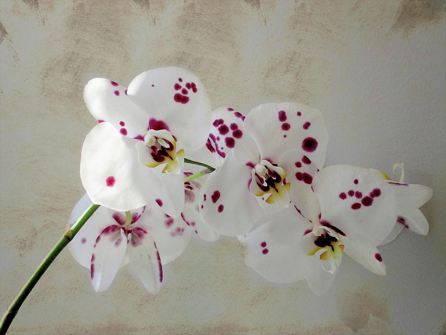 Orchids Enhancing a Texture Photograph by Renette Coachman