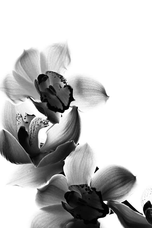 Orchid Photograph - Orchids by Fine Arts Orchid Photograph - Orchids by Fine Arts