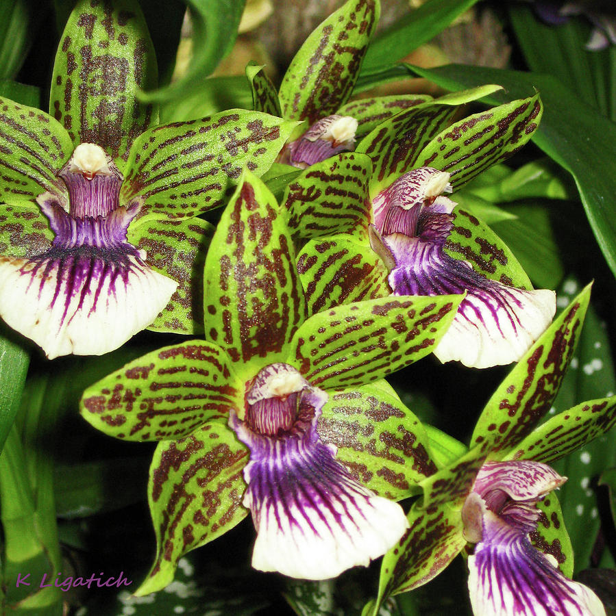 Orchids - Follow Me Photograph by Kerri Ligatich