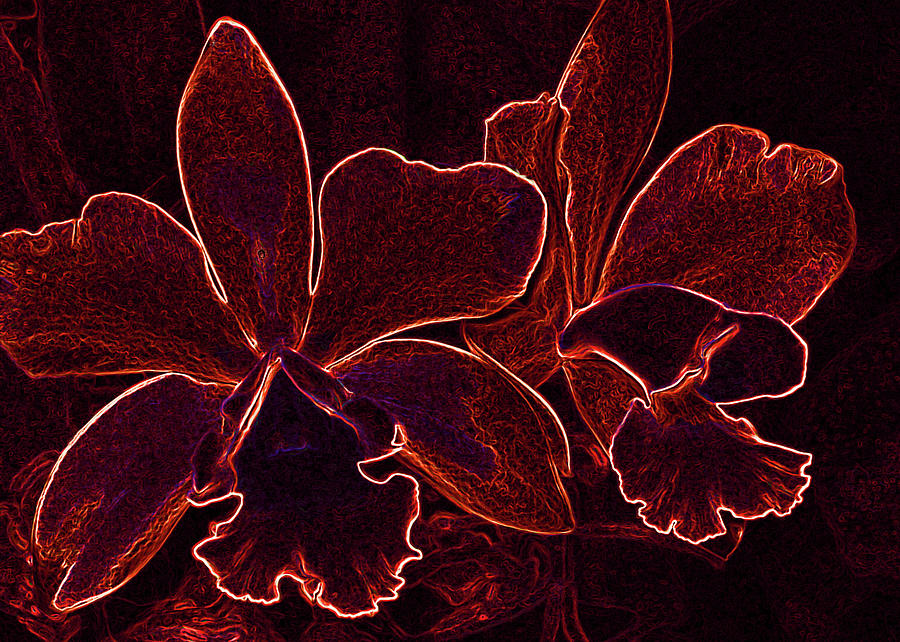 Orchids - For Pele Digital Art by Kerri Ligatich
