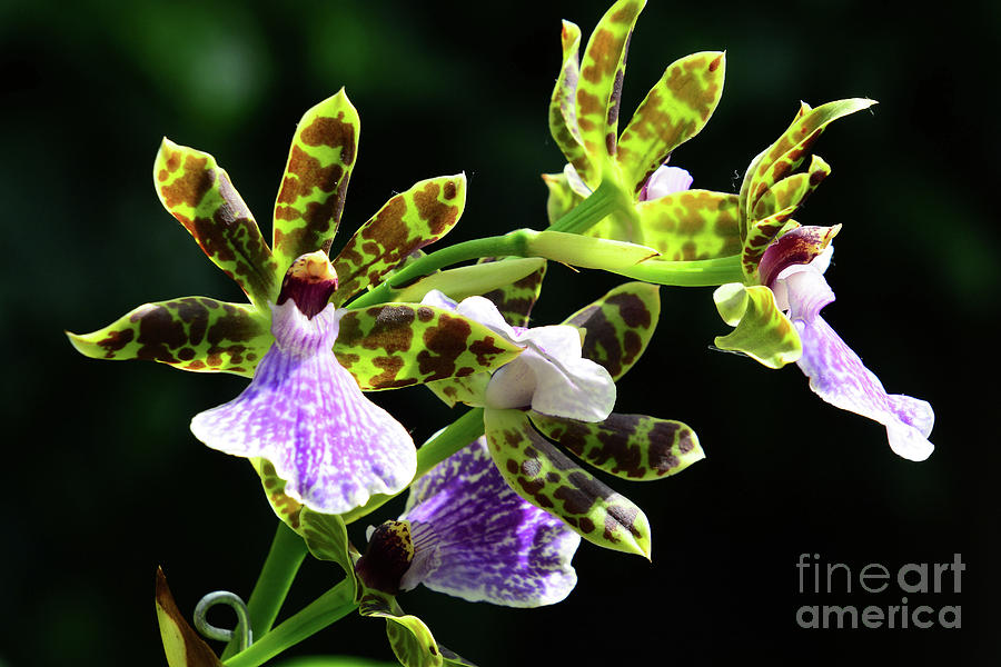 Orchids for You Photograph by Cindy Manero