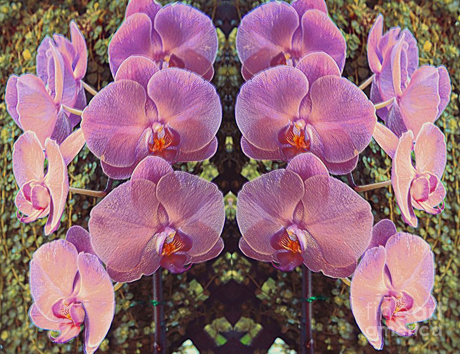 Orchids Galore Photograph