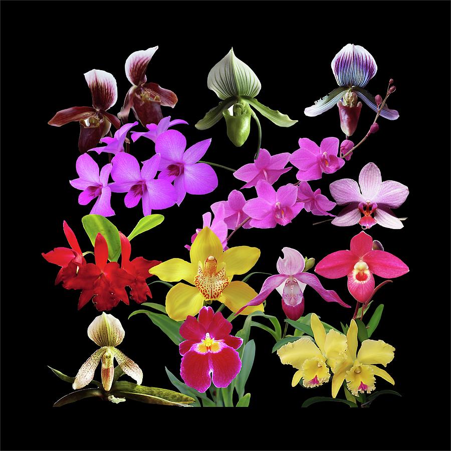 Orchid Photograph - Orchids Galore by R V James