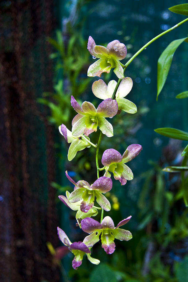 Orchids Photograph by George Cabig - Fine Art America