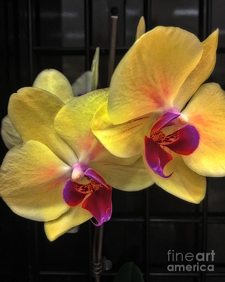 Orchids Glowing Photograph