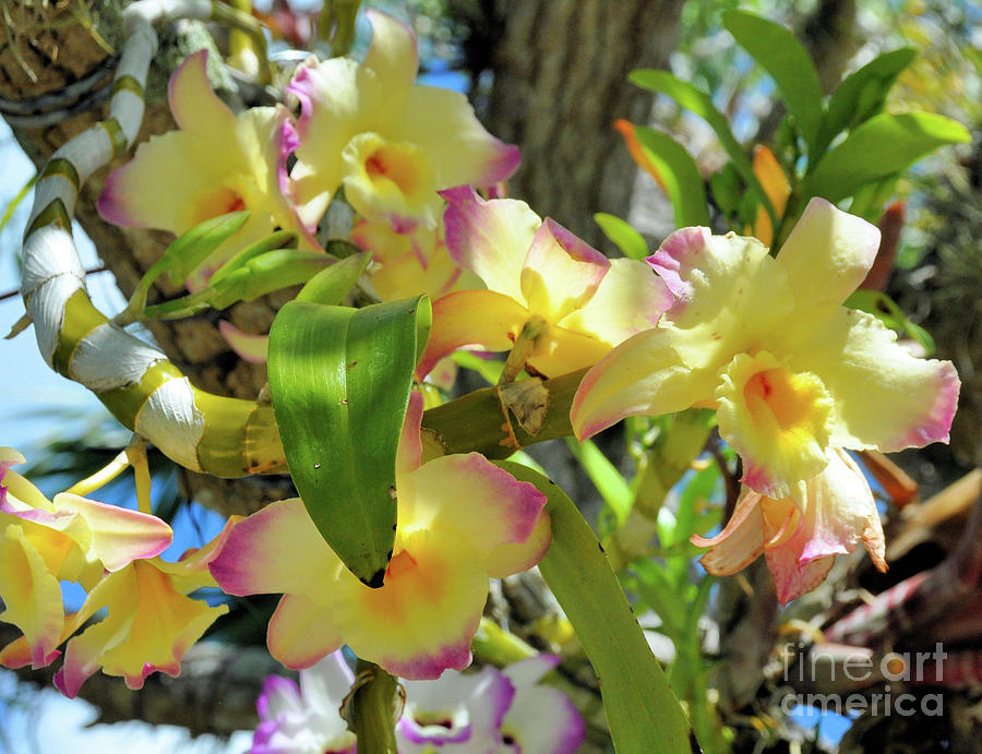 Orchids hanging from Trees Photograph by Elaine Manley