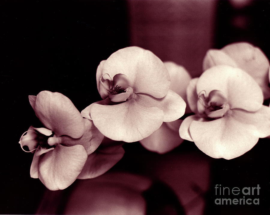 Orchids Hawaii Photograph by Mukta Gupta