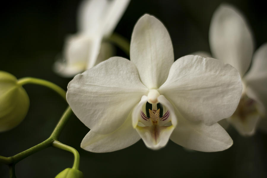 Orchids Photograph by Holly Ross