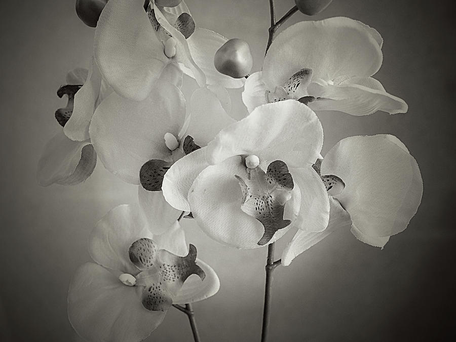 Orchids Photograph by Hugh Smith
